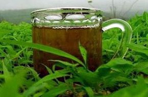 الشاى الأخضر أكثر فاعلية من الشاى الأسود فى القضاء على البكتيريا