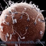 الحيوانات المنوية تناضل من أجل تحقيق هدفها الحيوانات المنوية تناضل من أجل تحقيق هدفها