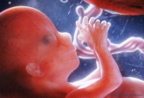 نمو الجنين داخل الرحم