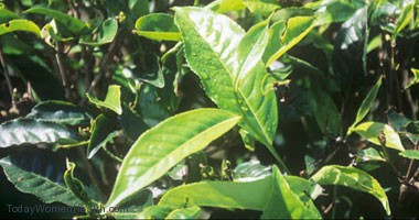 اكتشاف 29 مضادًا للطفيليات النباتية فى الشاى الصينى