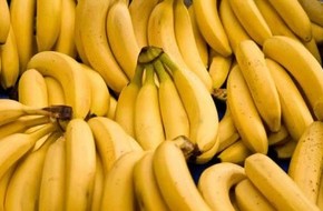 الموز قد يحل محل البطاطس كمصدر غذائى لملايين البشر