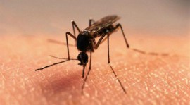 كيف تبعد البعوض عنك باستخدام مواد طبيعية