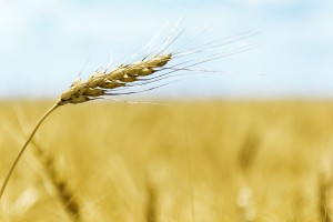 زيت جنين القمح