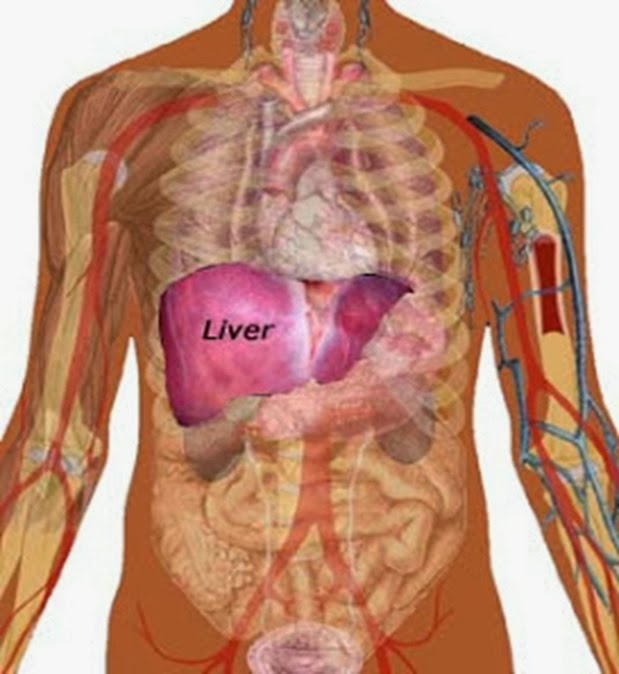 Печень у человека расположена. Печень в организме человека. Расположение органов человека печень. Расположение печени в теле.