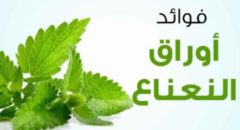 فوائد اوراق النعناع المتعددة