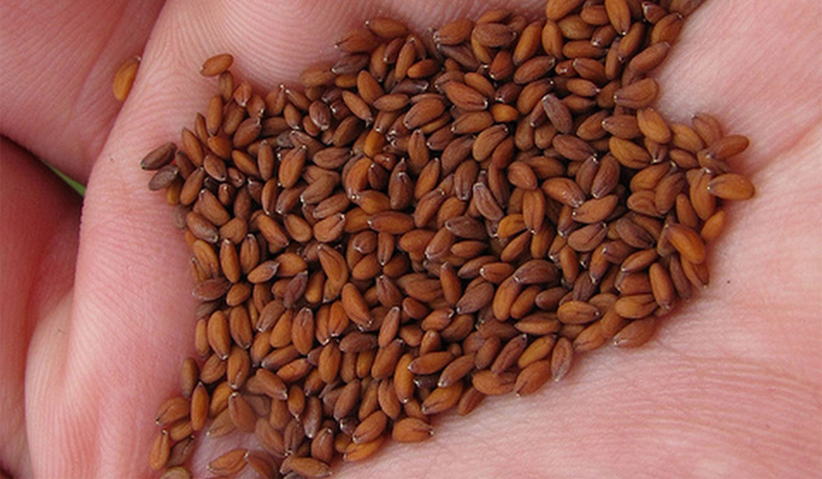 فوائد حب الرشاد