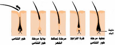 مراحل نمو الشعر